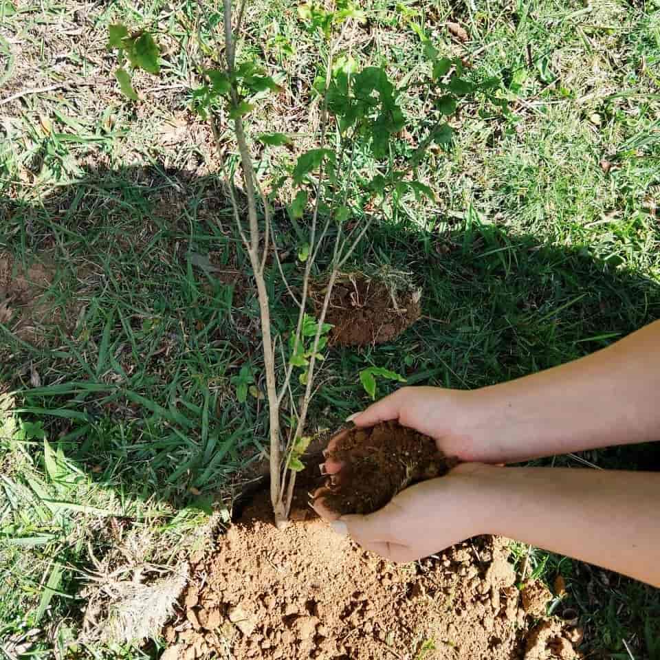Imagem do evento COP 30 no Museu e Auditório: “Plantio de mudas nativas”