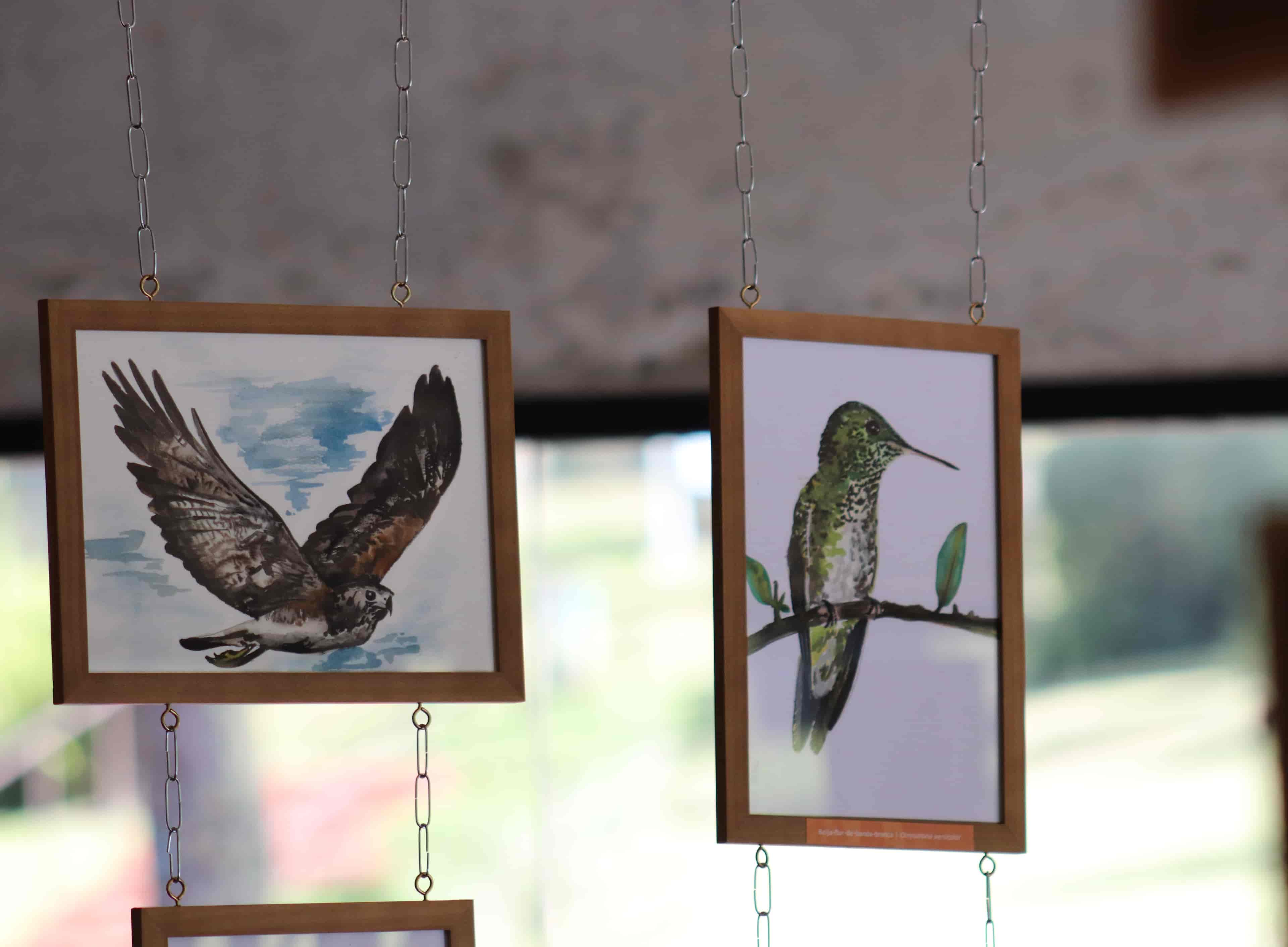 Imagem do evento "Exposição Itinerante “Asas da Mantiqueira: Aves de Campos do Jordão”  "