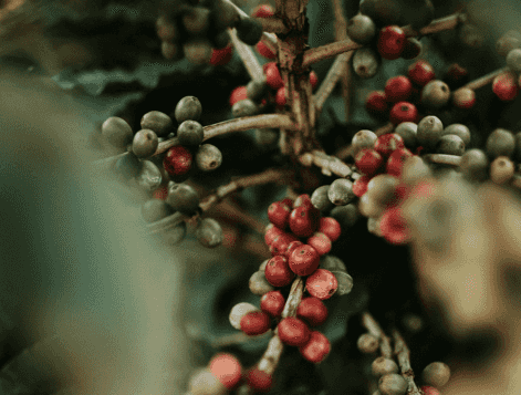 Imagem do evento Curso Online | Caminhos Profissionais do Café