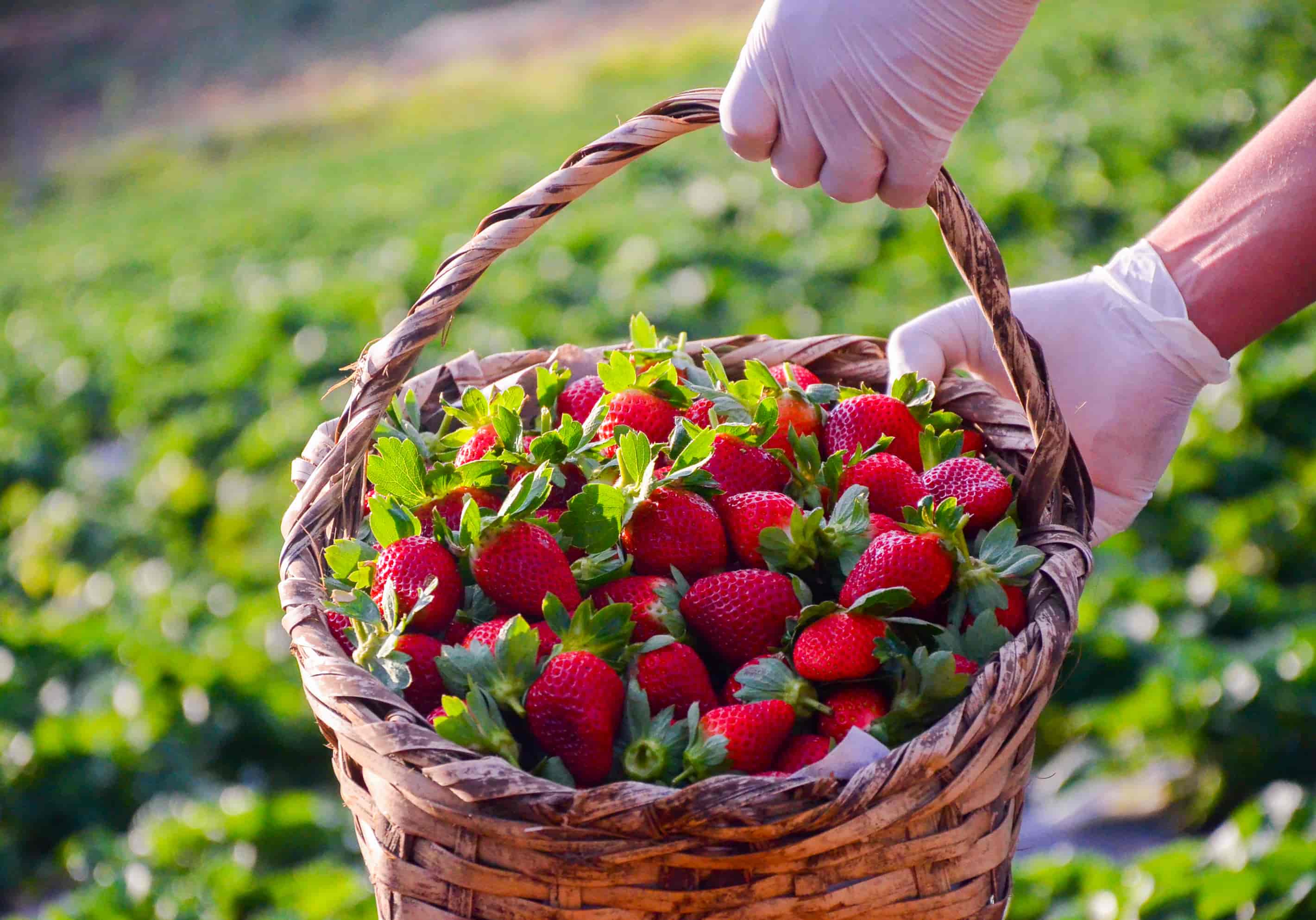Banner do evento 30ª Festa do Morango de Monte Alegre do Sul 