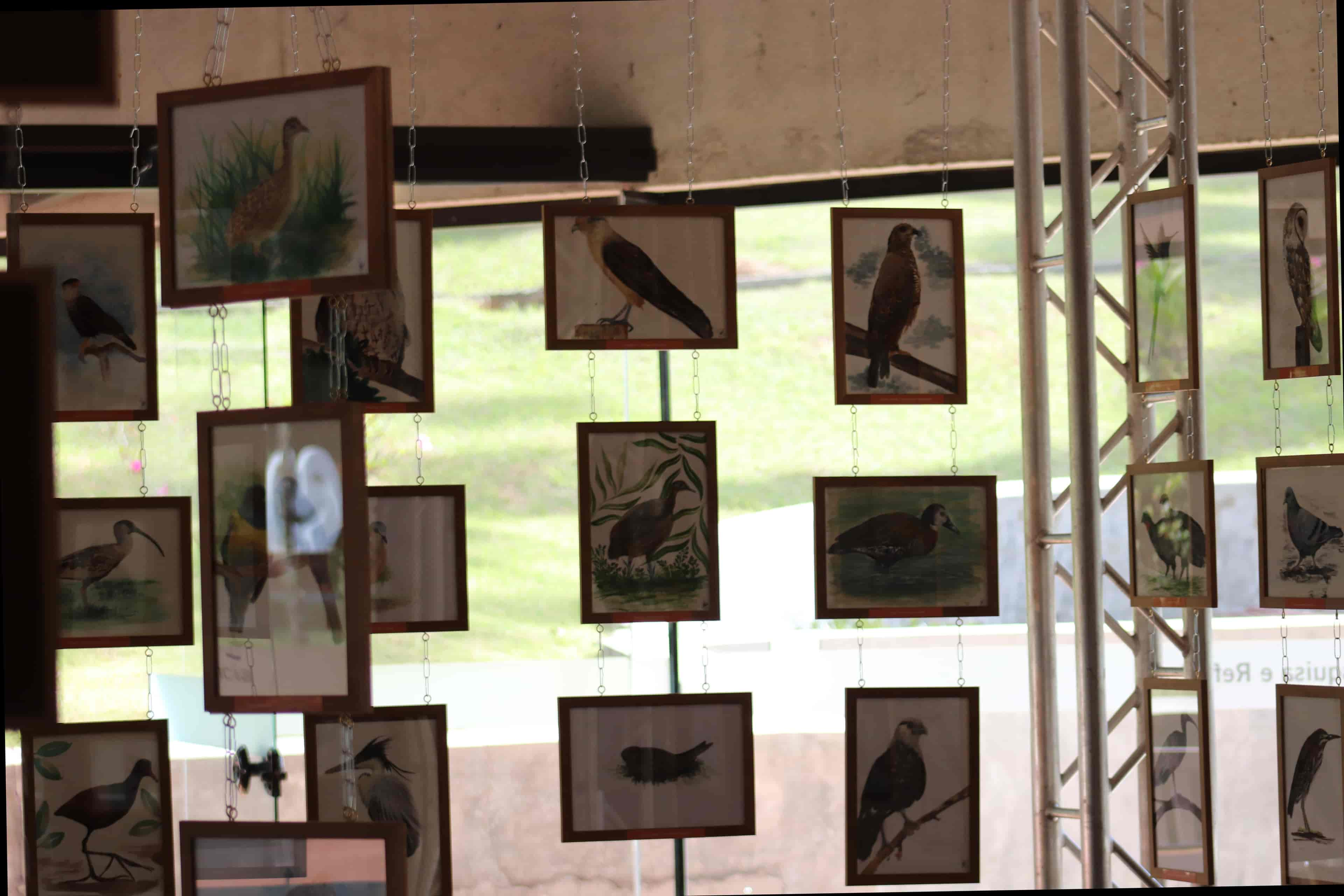 Banner do evento Exposição “Asas da Mantiqueira: Aves de Campos do Jordão”