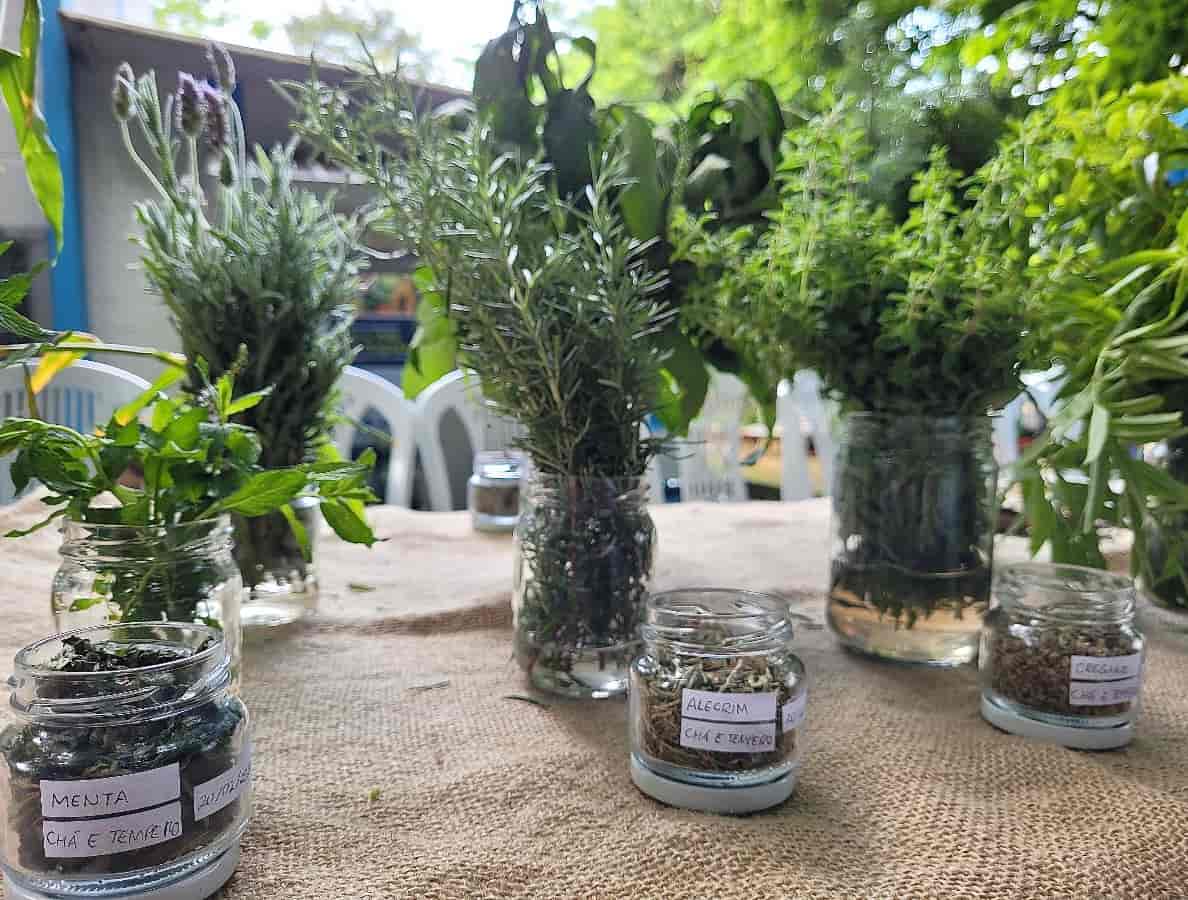 Imagem do evento Oficina – Plantas medicinais e seus usos