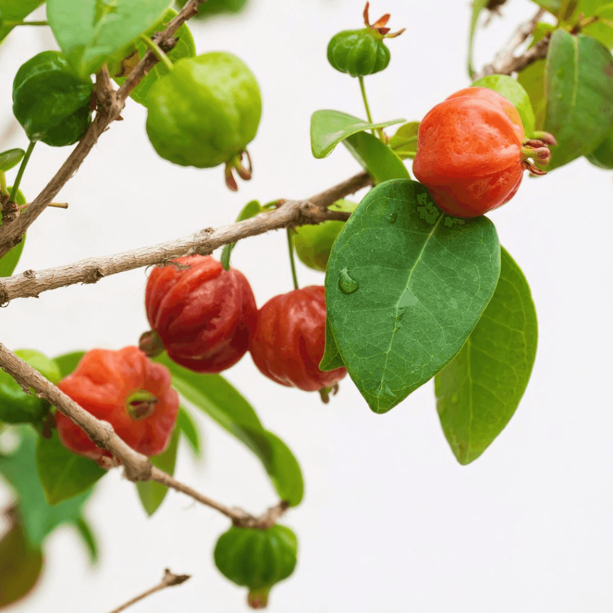 Imagem do evento Oficina – Plantas nativas da Mata Atlântica: conheça o jardim da Biblioteca