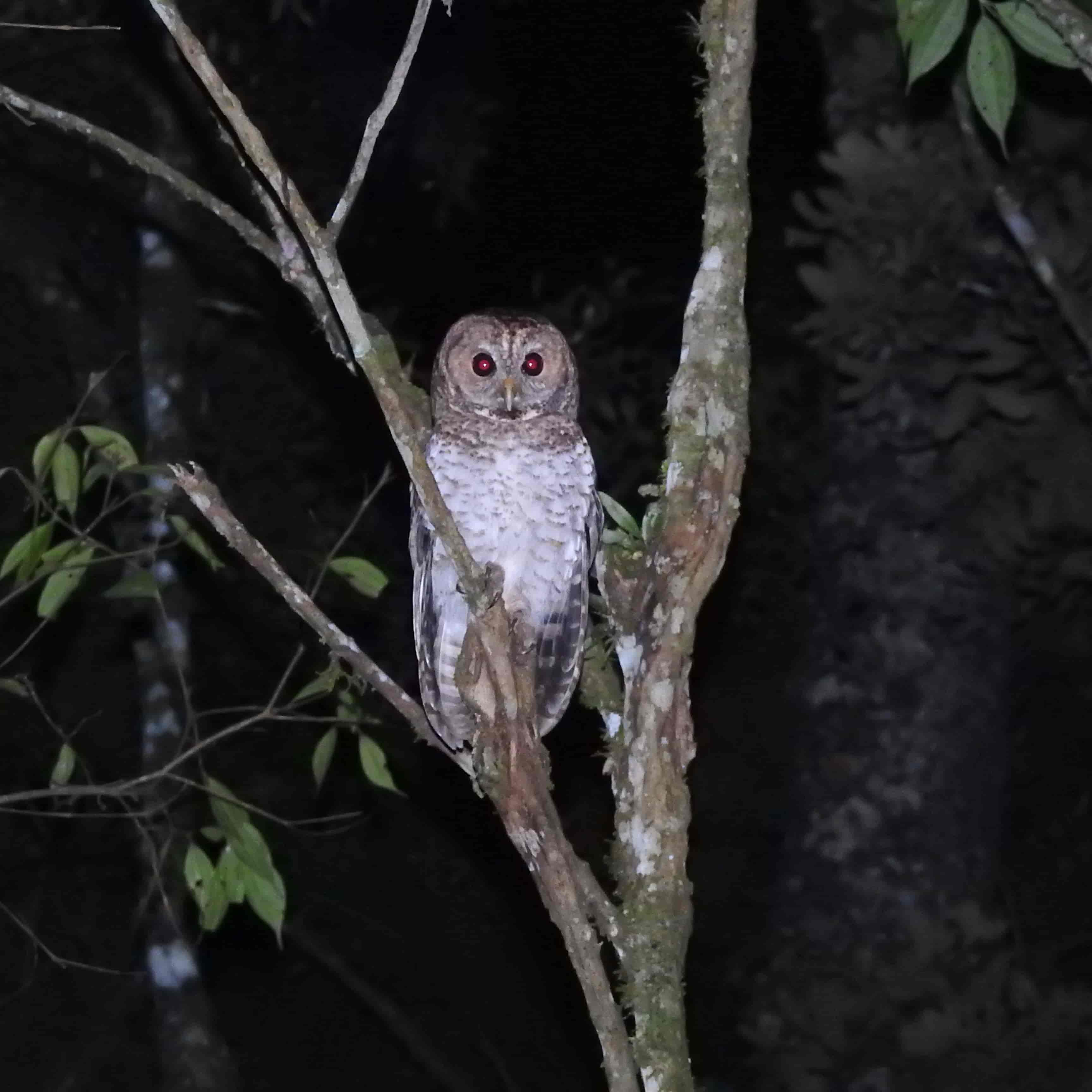 Night Owl-Watching at the Museum – 2nd Edition