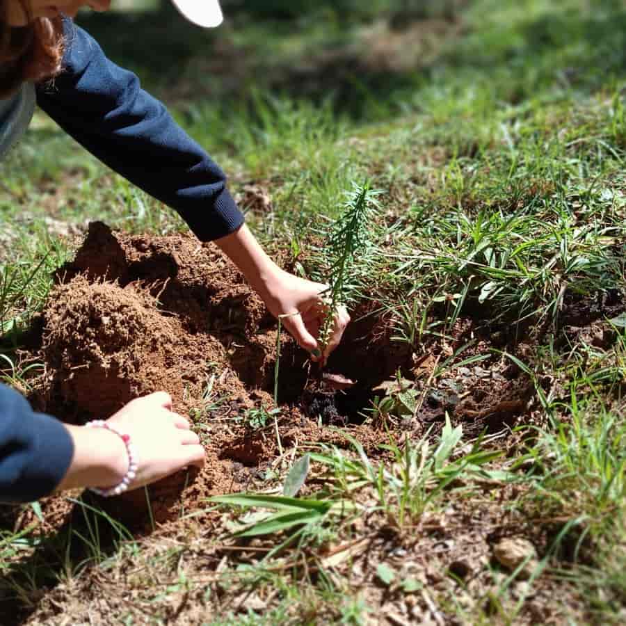 Por Dentro do Viveiro: “Semeadura do Pinhão”