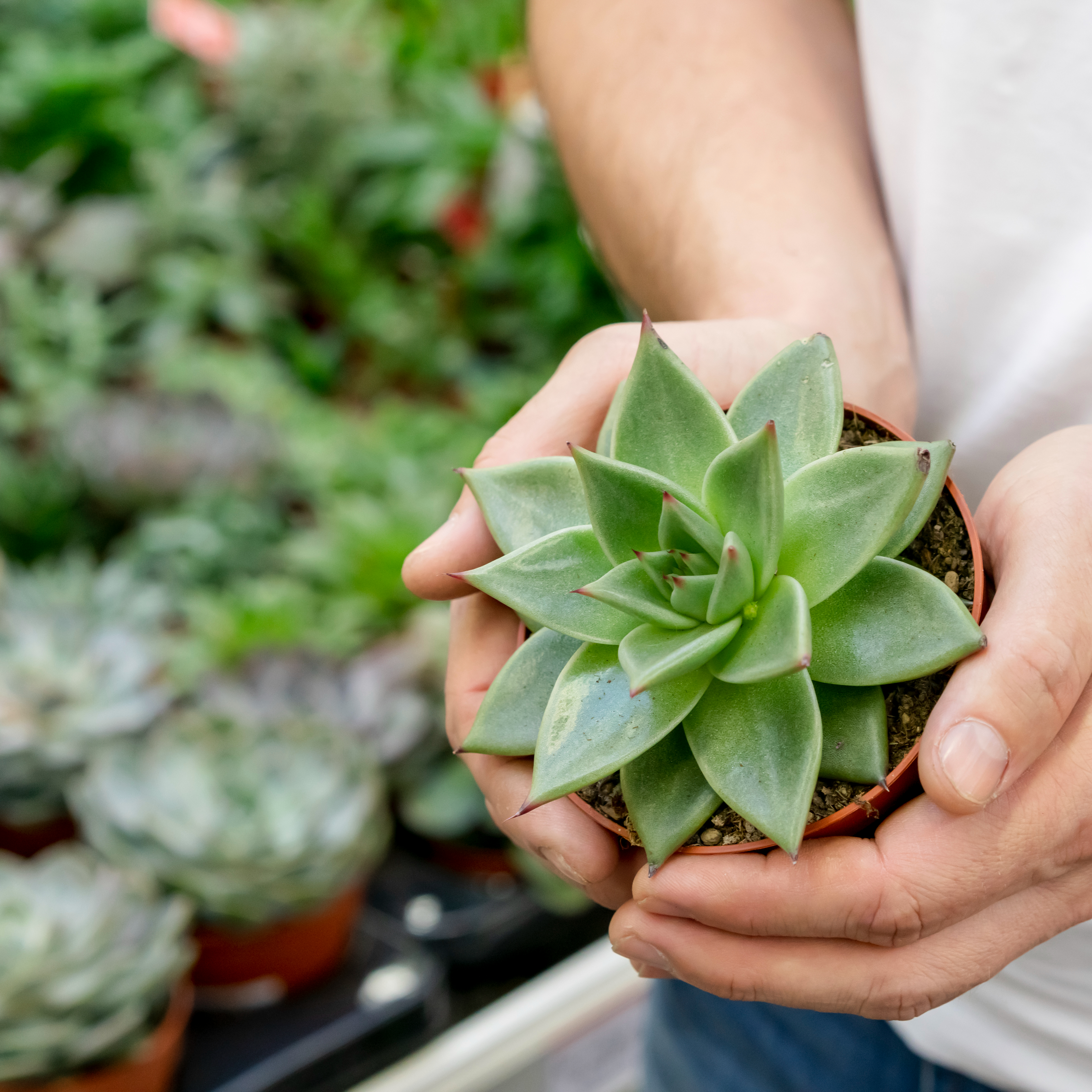 Feira de Troca: Dia da Terra