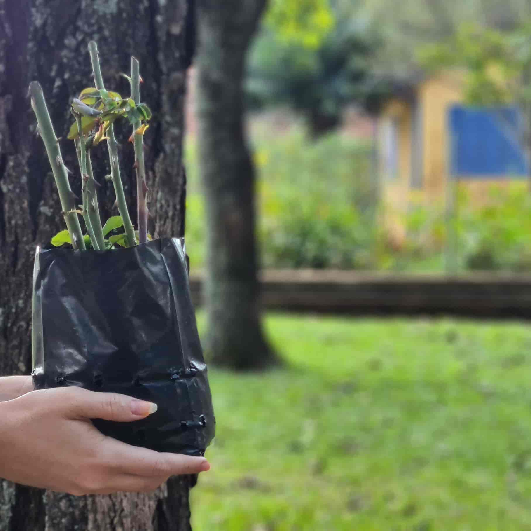 Imagem do evento Mude para Salvar o Mundo – Especial “Dia de Proteção às Florestas”