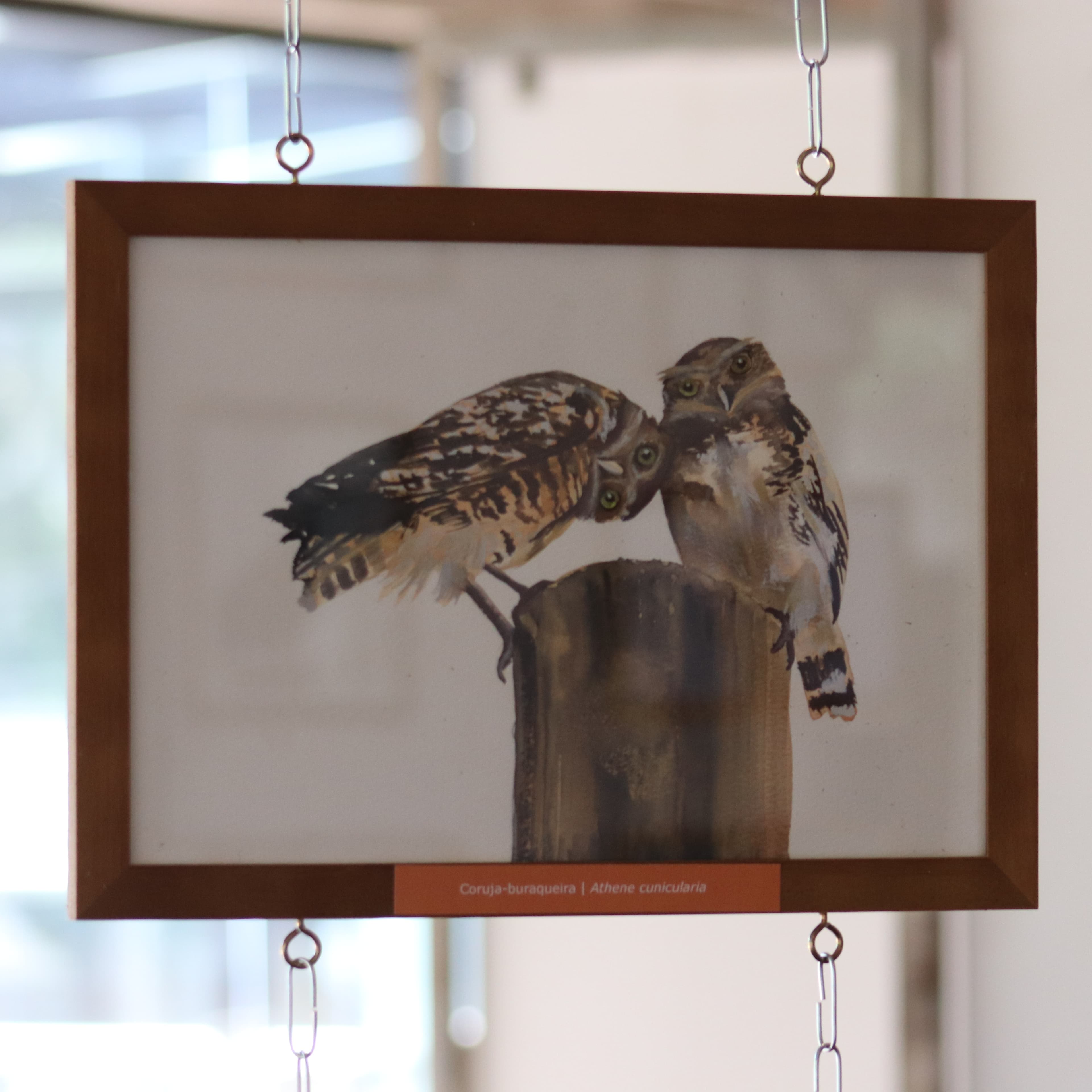 Banner do evento Exposição “Asas da Mantiqueira: Aves de Campos do Jordão”