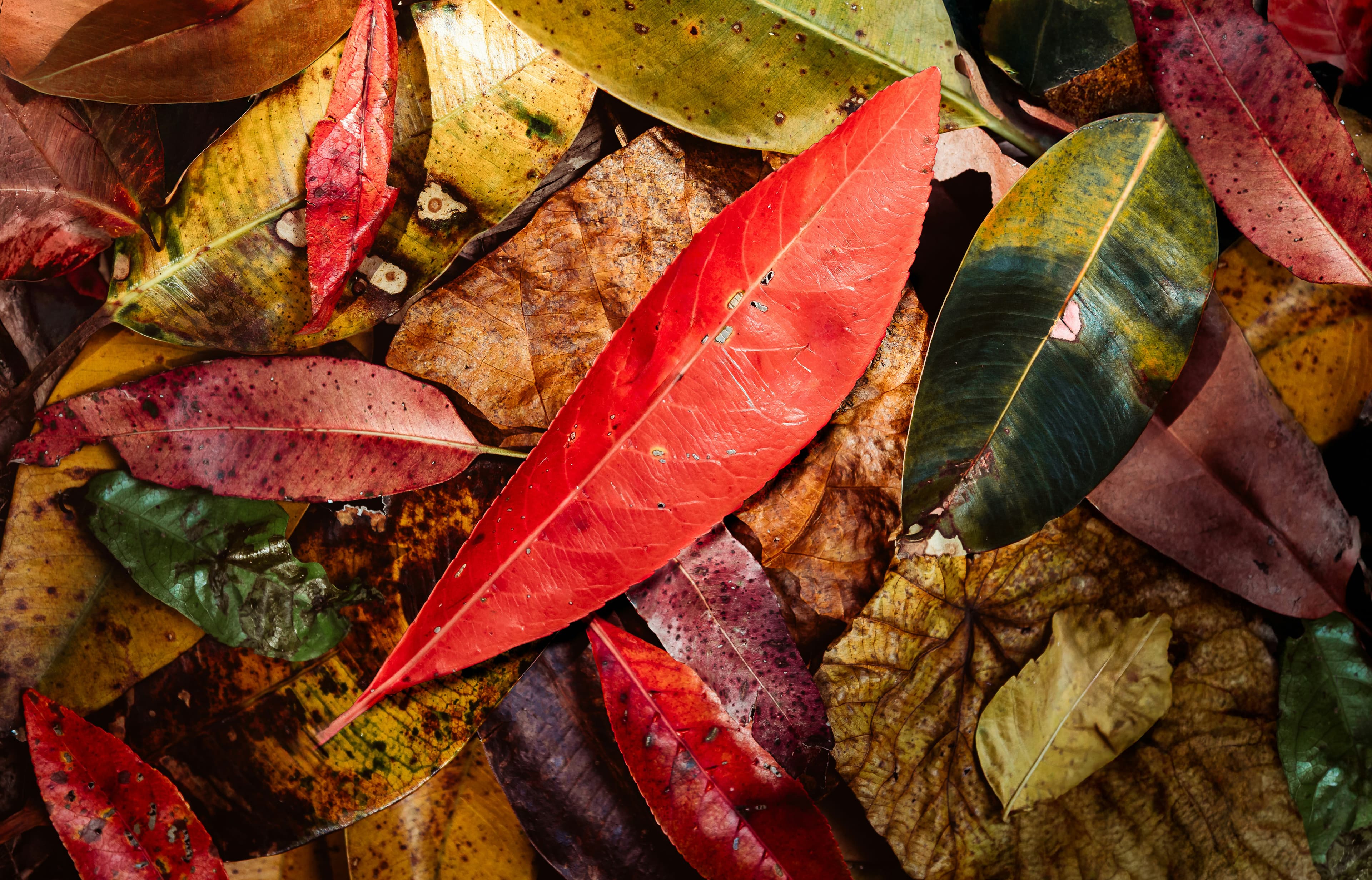 Banner do evento A ARTE NO JARDIM: DESENHOS E CARIMBOS NATURAIS