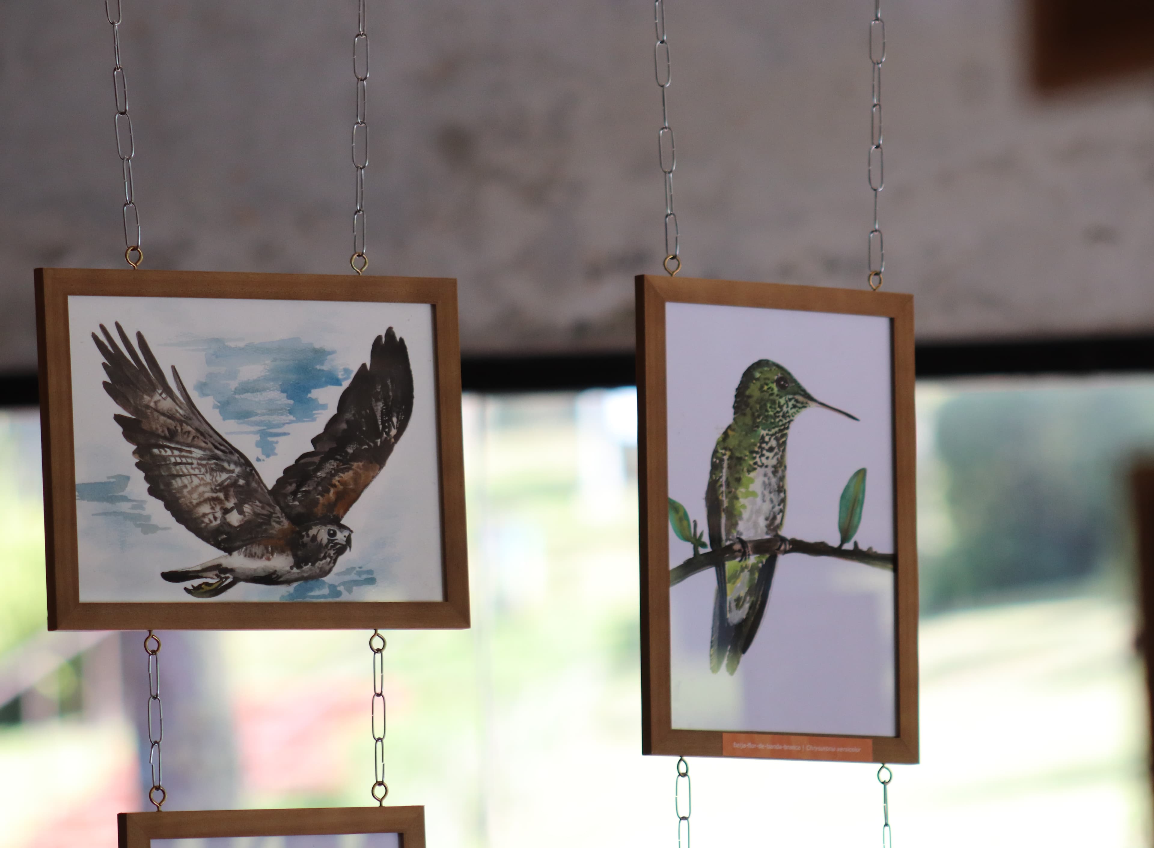 Banner do evento "Exposição Itinerante “Asas da Mantiqueira: Aves de Campos do Jordão”  "