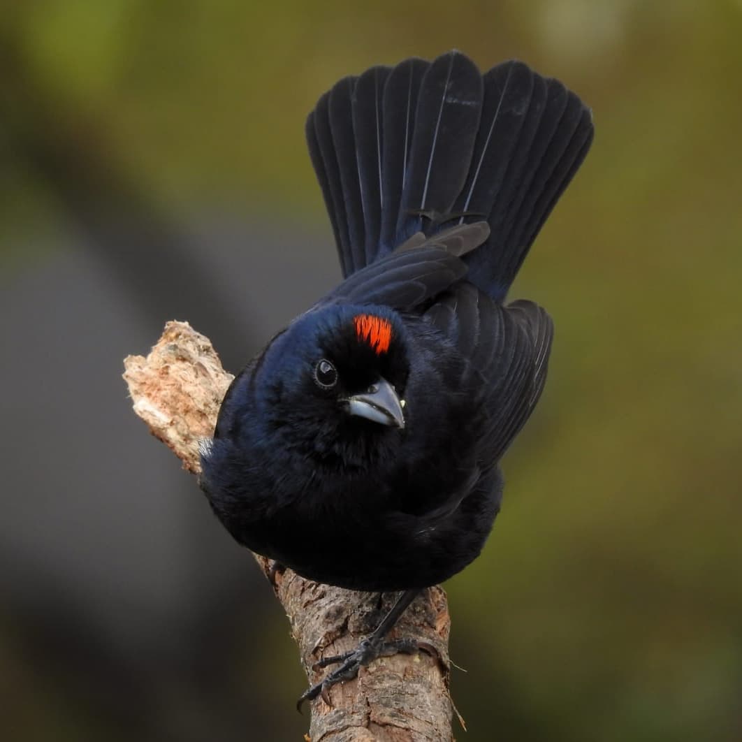 Banner do evento Férias no Museu: "Observação de Aves: Dicas e Tecnologias para iniciantes"