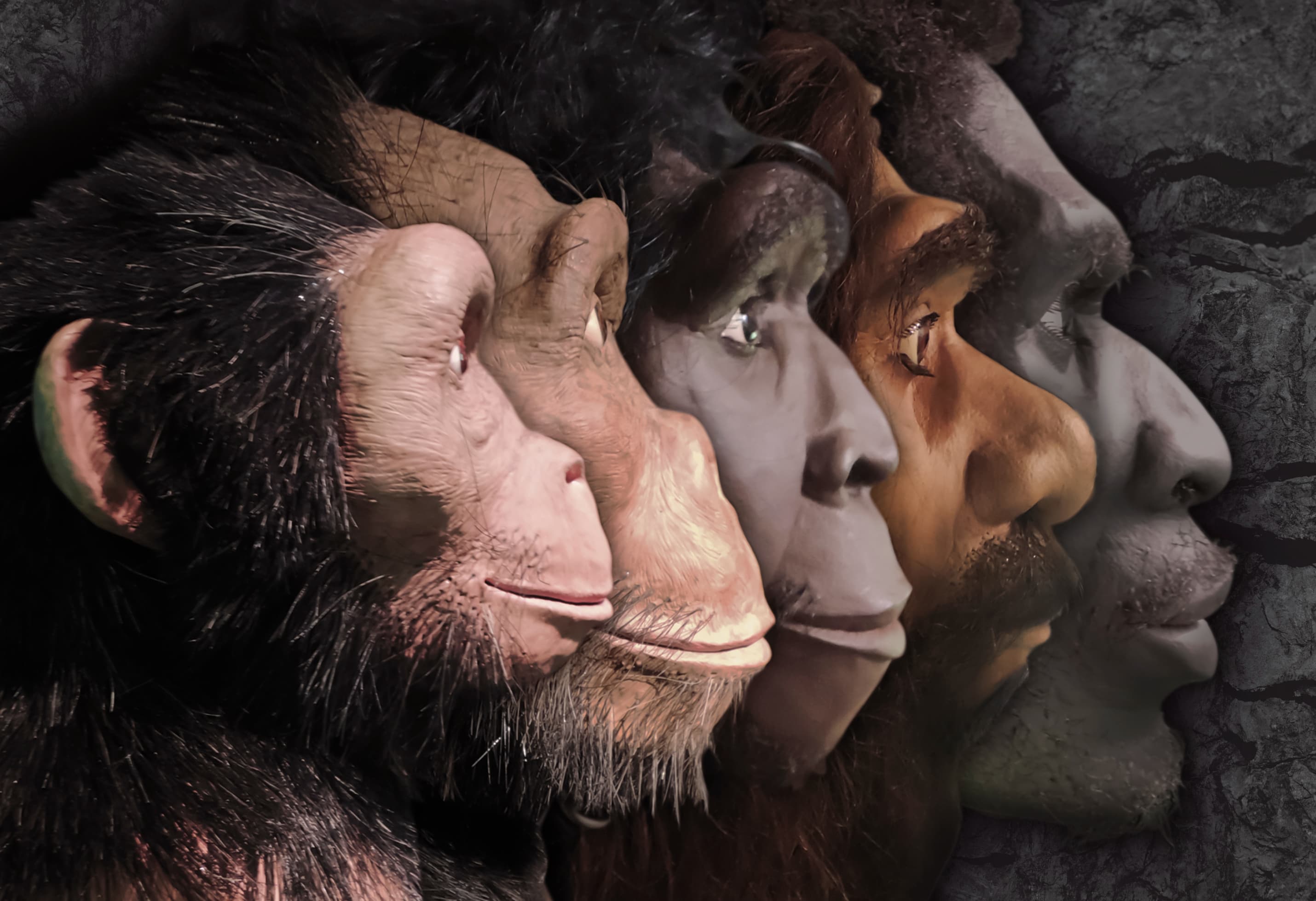 Banner do evento Exposição DO MACACO AO HOMEM