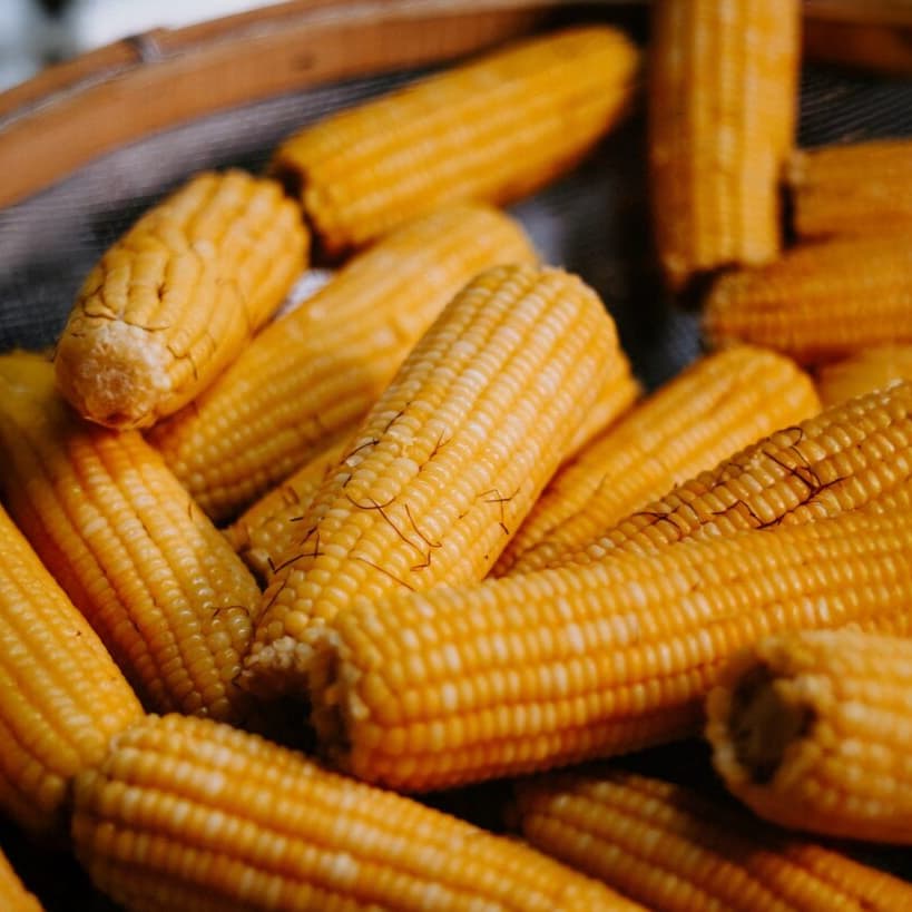 Banner do evento 49ª Festa do Milho Verde de Tanquinho