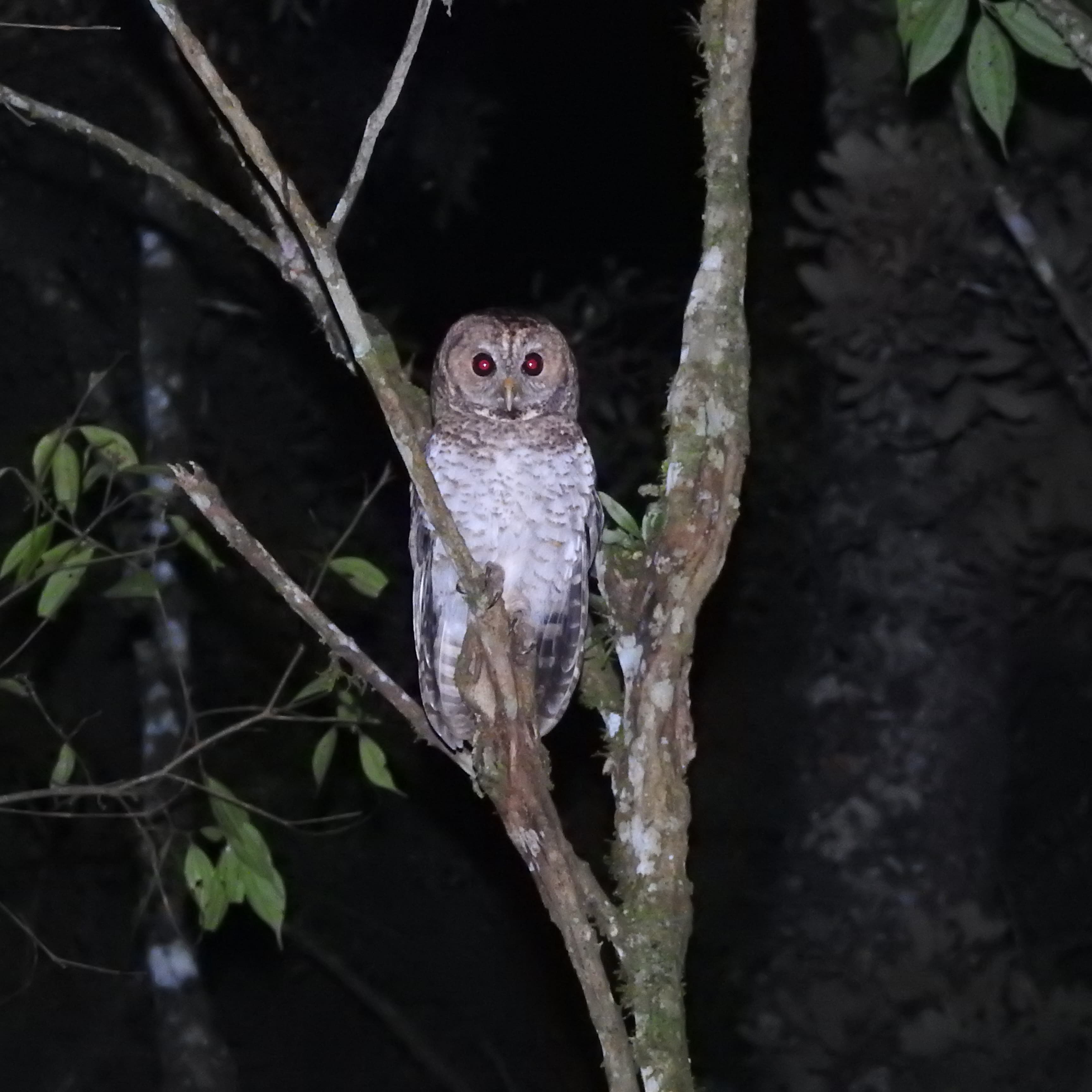 Banner do evento Uma Noite no Museu: Observação de Corujas – 2ª Edição