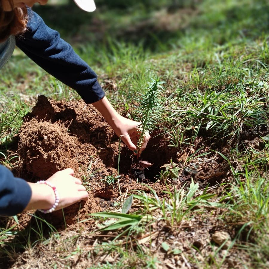 Banner do evento Por Dentro do Viveiro: “Semeadura do Pinhão”