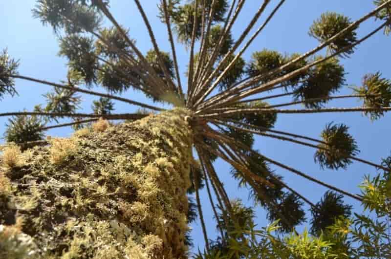 Imagem do evento Curiosidades do Museu e Auditório