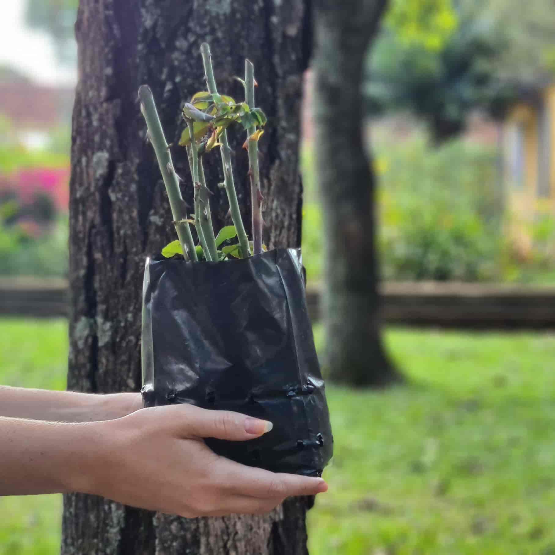 Imagem do evento Apresentação do novo Plano de Sustentabilidade do Museu Casa de Portinari - Especial COP 30