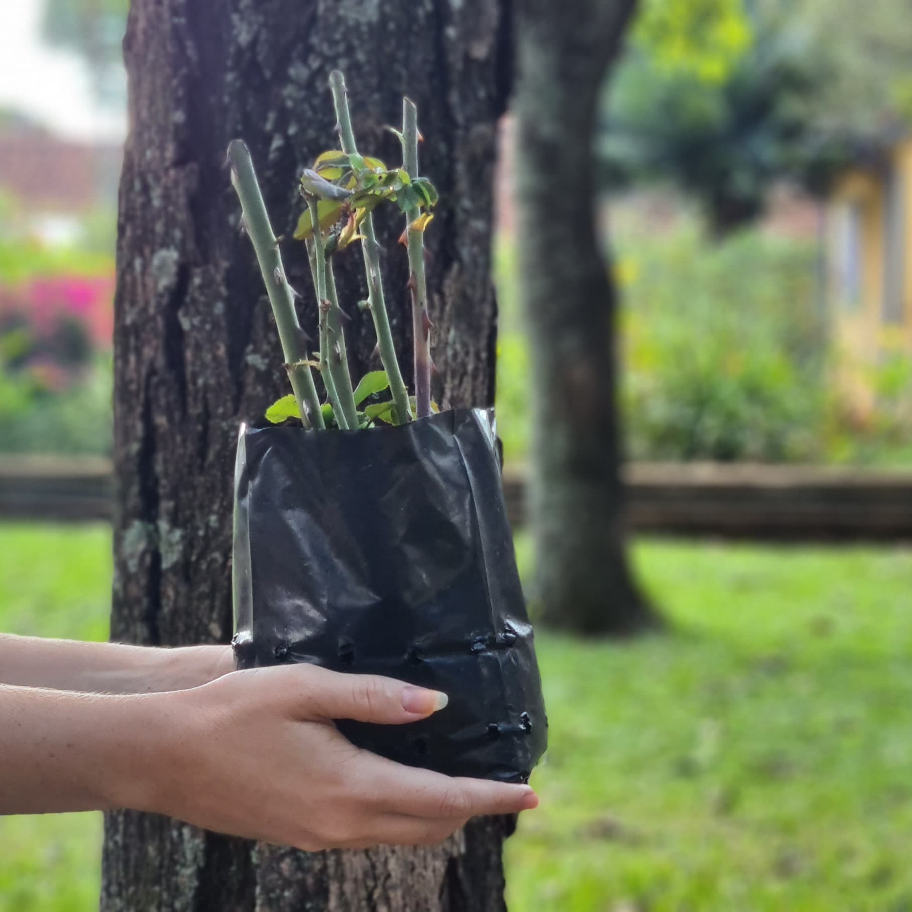 Banner do evento Apresentação do novo Plano de Sustentabilidade do Museu Casa de Portinari - Especial COP 30
