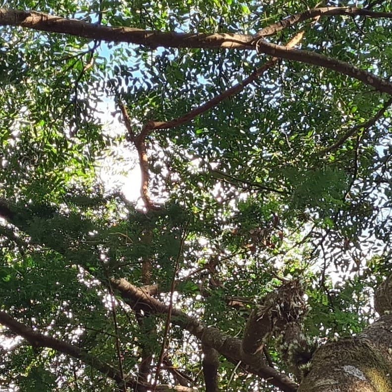Banner do evento Palestra "Preservação de florestas e biodiversidade" - Especial COP 30