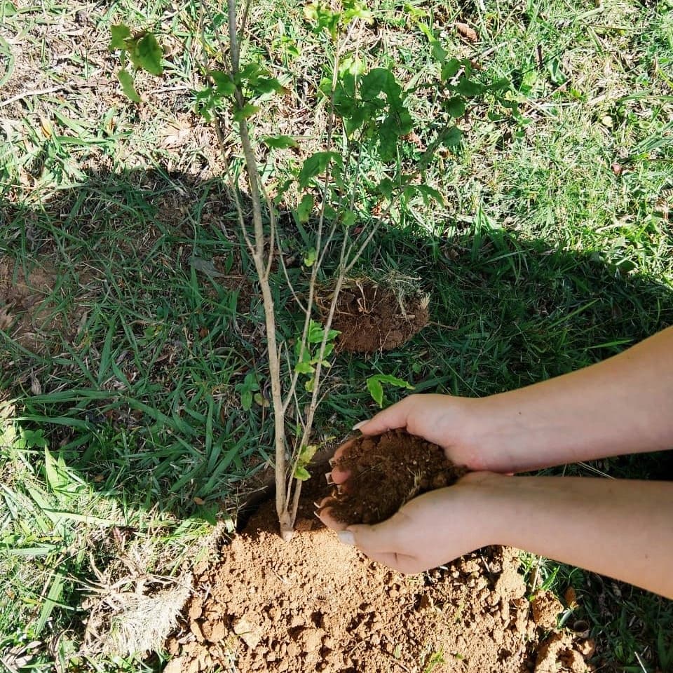Banner do evento COP 30 no Museu e Auditório: “Plantio de mudas nativas”