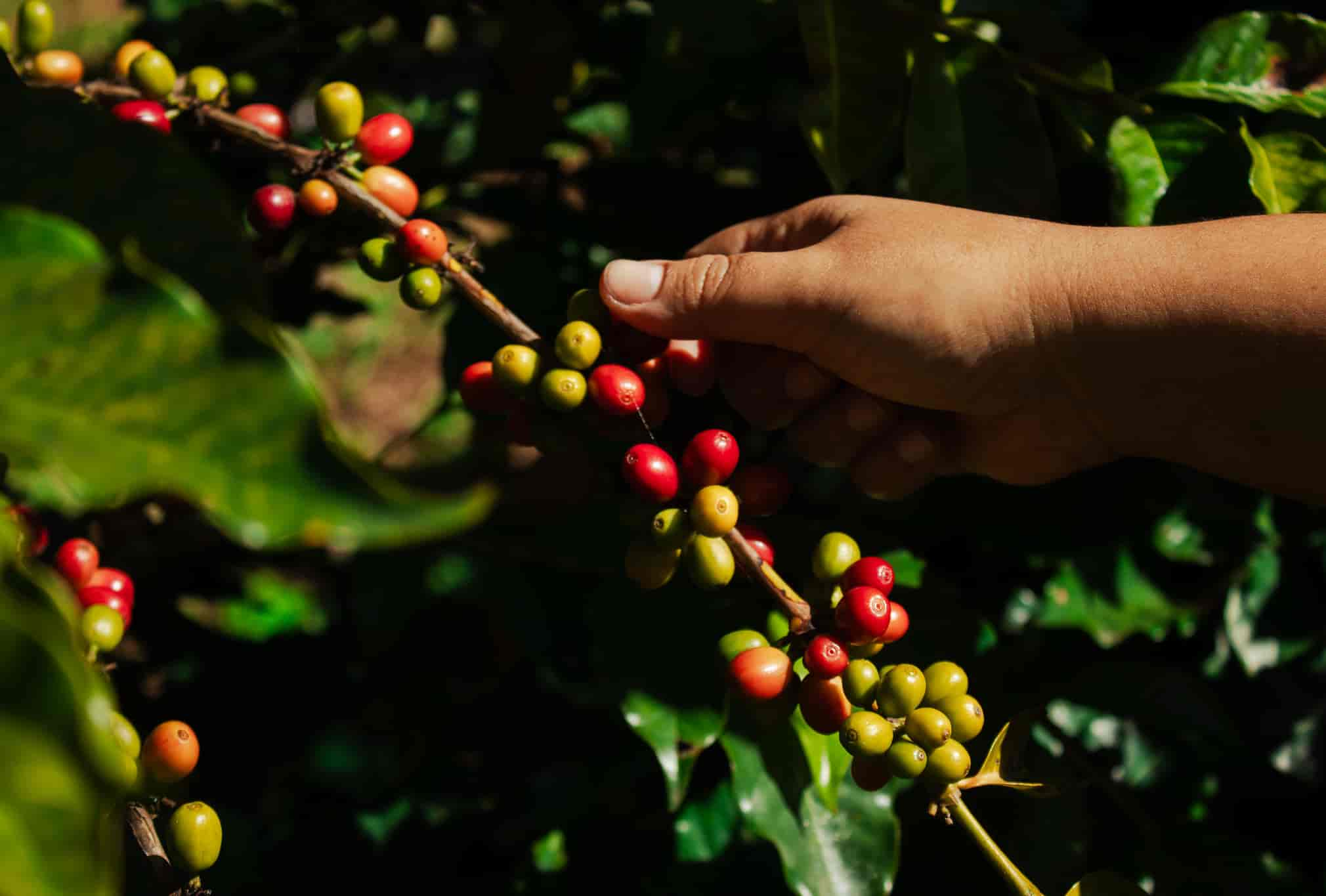 Imagem do evento Programação Mês da Mulher | Mulheres que movem o café