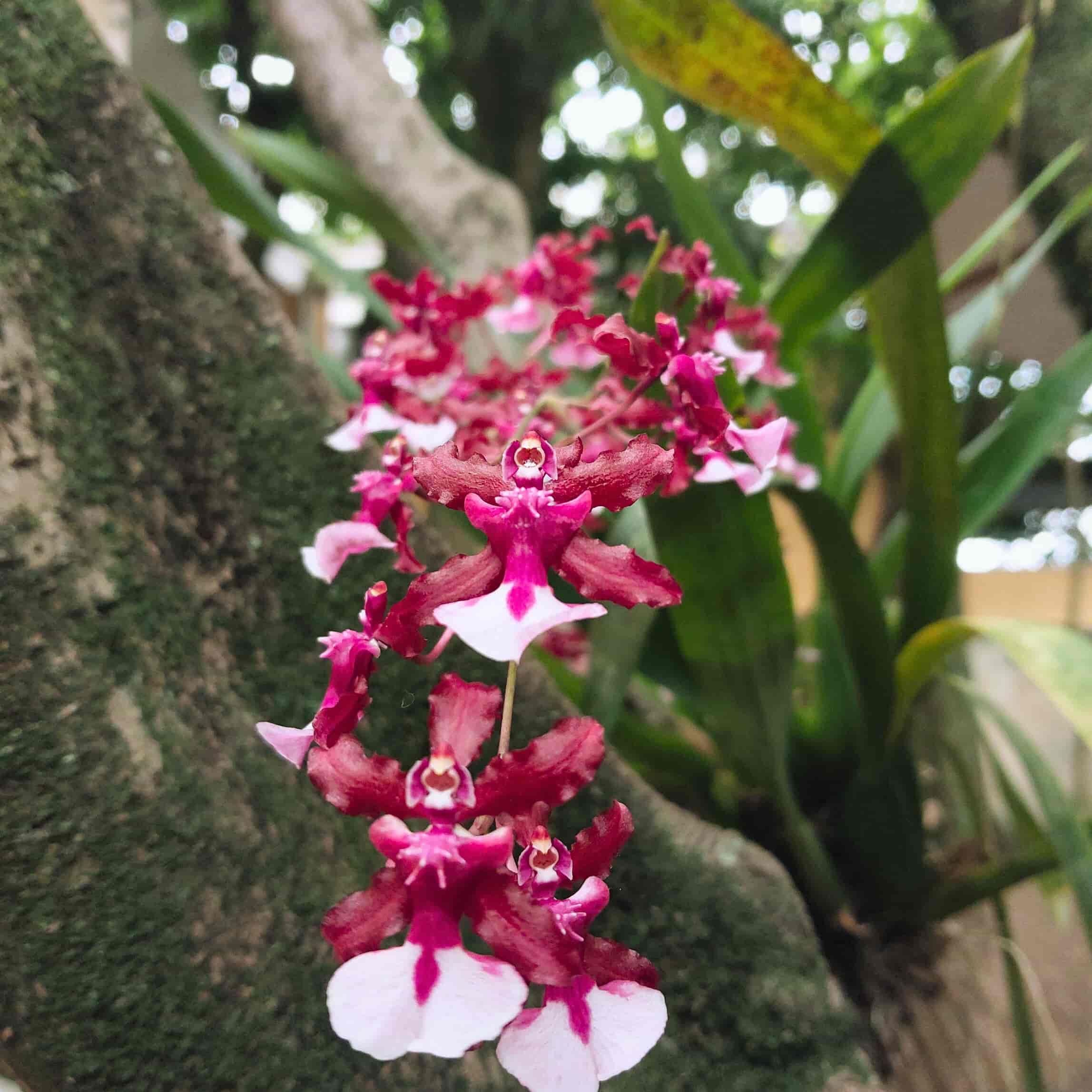 Imagem do evento Verde Perto: oficina de botânica